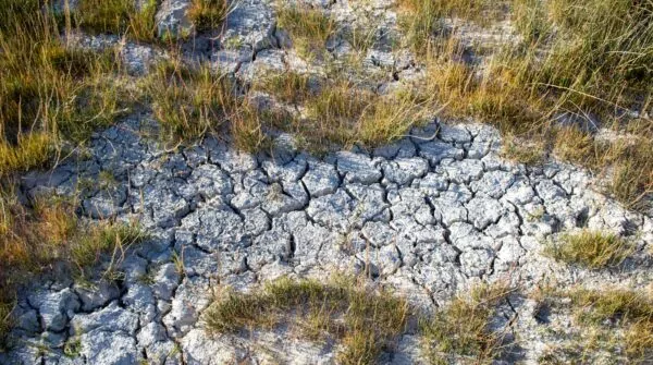 A patch of dirt with grass growing out of it