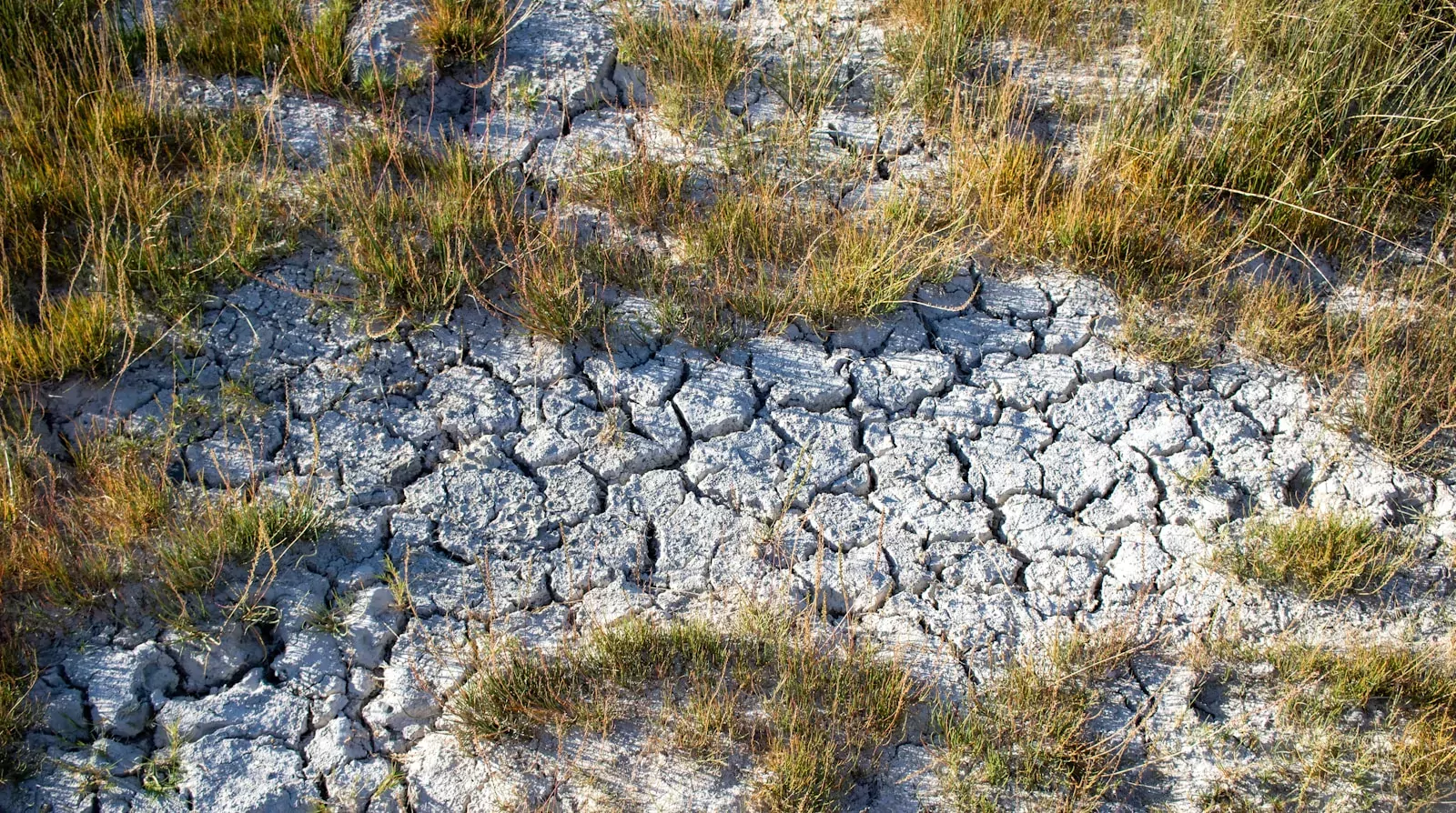 A patch of dirt with grass growing out of it